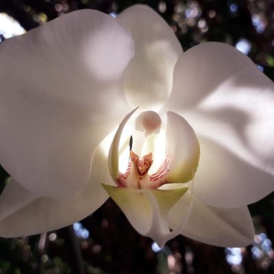 463d00dc-ada7-4650-966f-13b4d2f0dff8